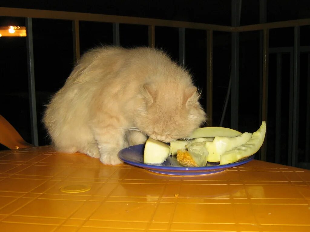 Можно ли котам давать дыню. Кот ест дыню. кот с дыней объелся. кошка дыня. коты едят дыню.