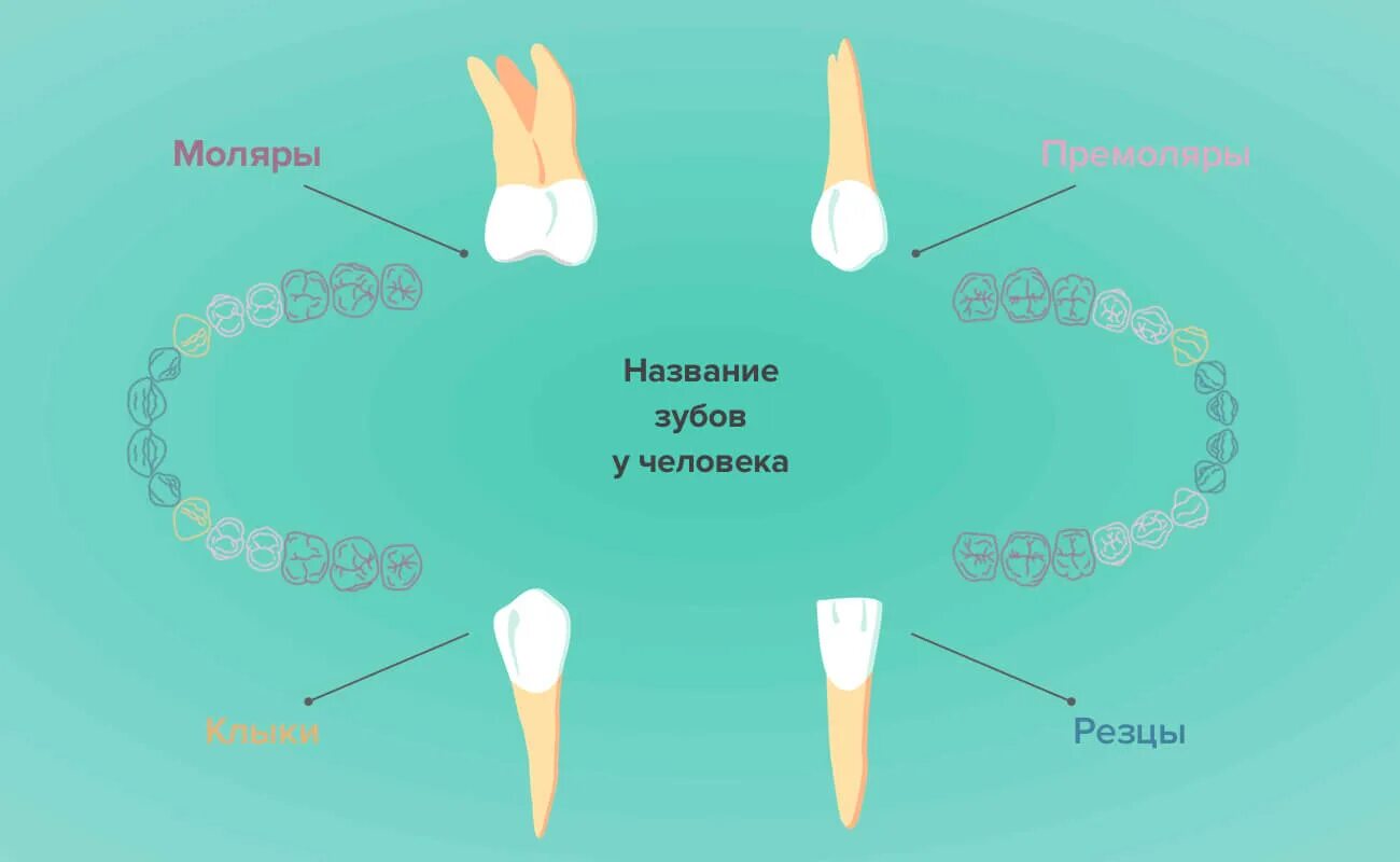Названия зубов человека. Строение челюсти и зубов человека для стоматолога. Строение челюсти и зубов человека название зубов. Строение коренного зуба. Схема коренного зуба.