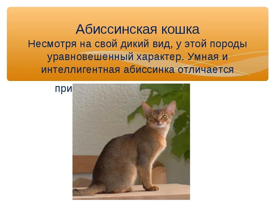 Рассмотрите фотографию кошки породы абиссинская и выполните. Абиссинская кошка. Порода кошек абиссинец характер. Абиссинская кошка описание породы и характера. Описать породу кошки Абиссинская.