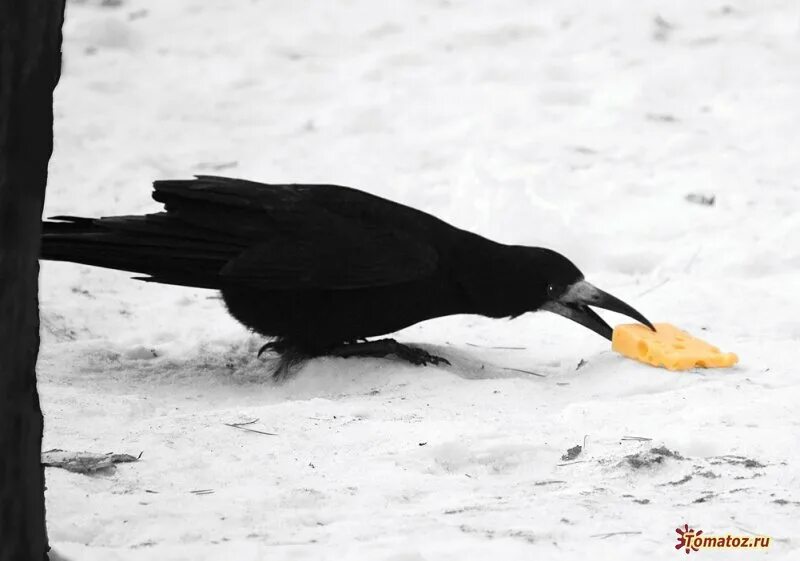 Гонять ворон. Фроим Грач. Ворон ест. Ворона зимой. Ворон клюет.