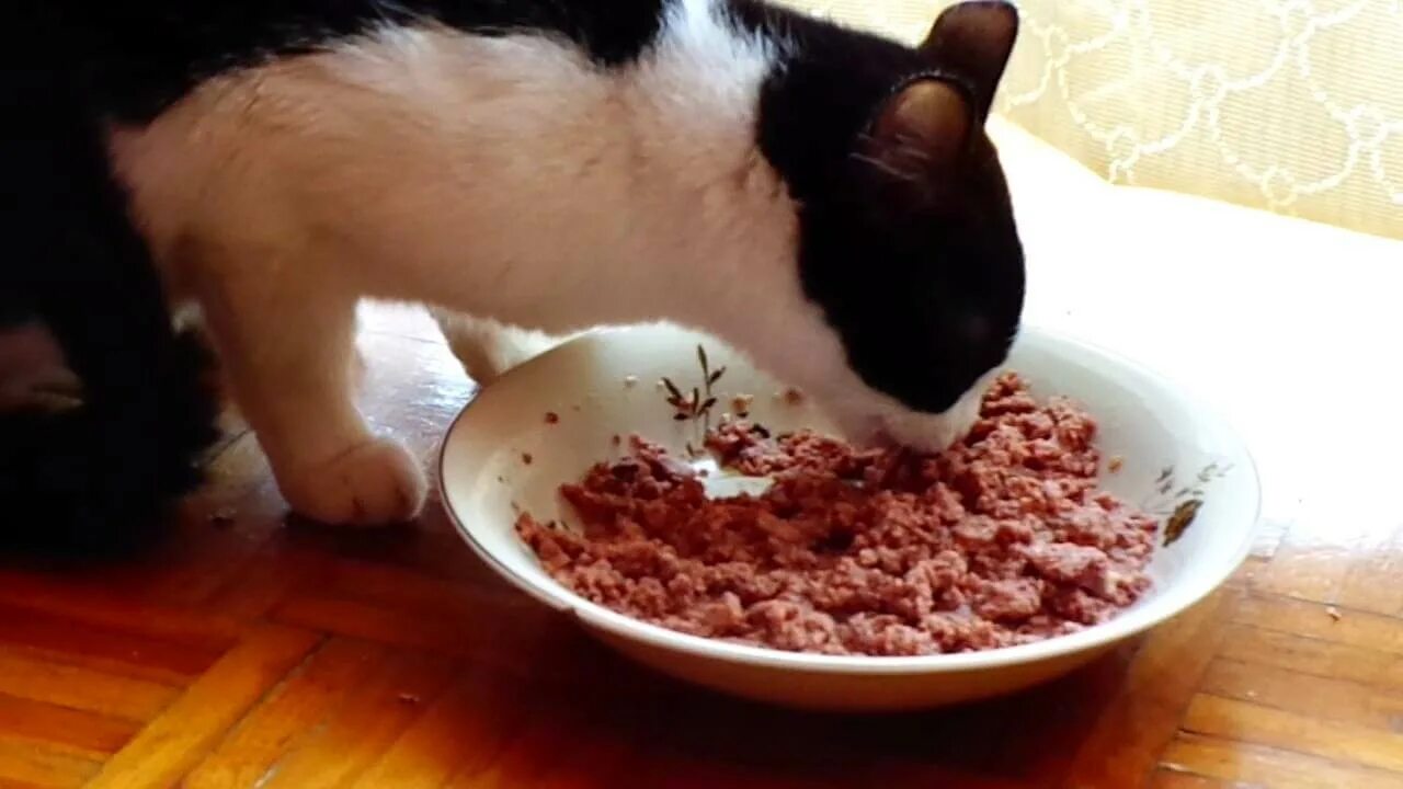Можно котам давать сырое мясо