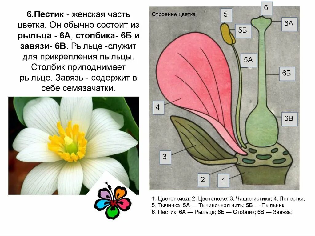 Цветки однополые и обоеполые двудомные. Размножение покрытосеменных растений схема. Цветки тычиночные, пестичные и обоеполые. Женский цветок класс. Женский цветок класс.