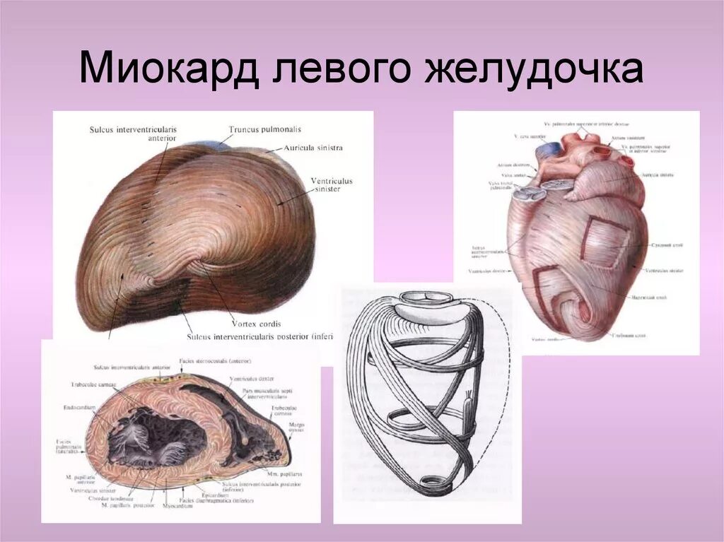 Миокард правого предсердия. Слои миокарда предсердий и желудочков. Миокард левого желудочка. Строение миокарда желудочков.