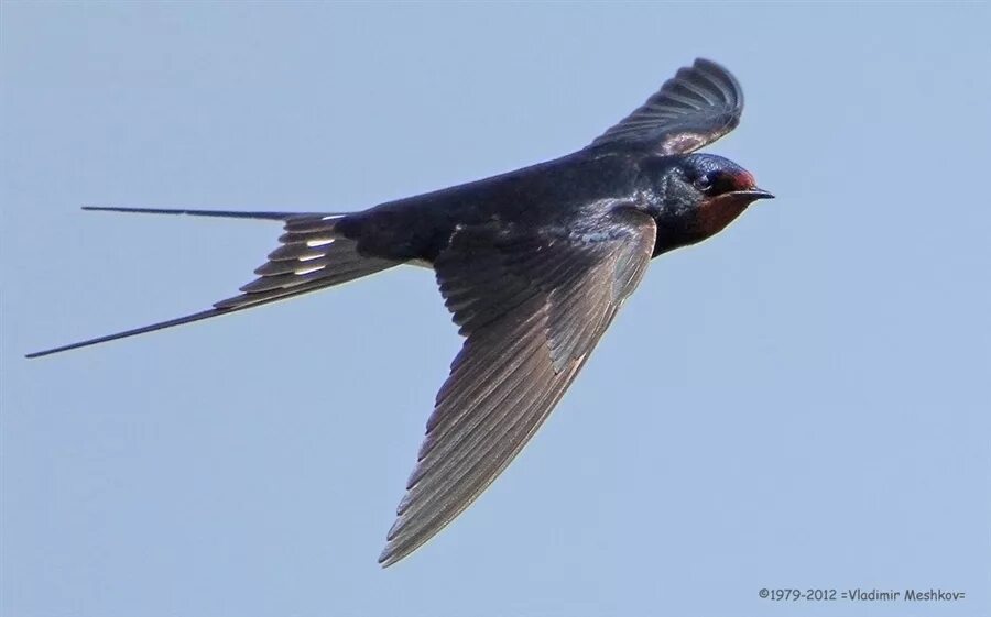 Hirundo Rustica полет. Ласточка. Ласточки прилетели. Ласточка весной. Когда прилетают ласточки весной