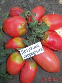 Урожайность томата петруша огородник