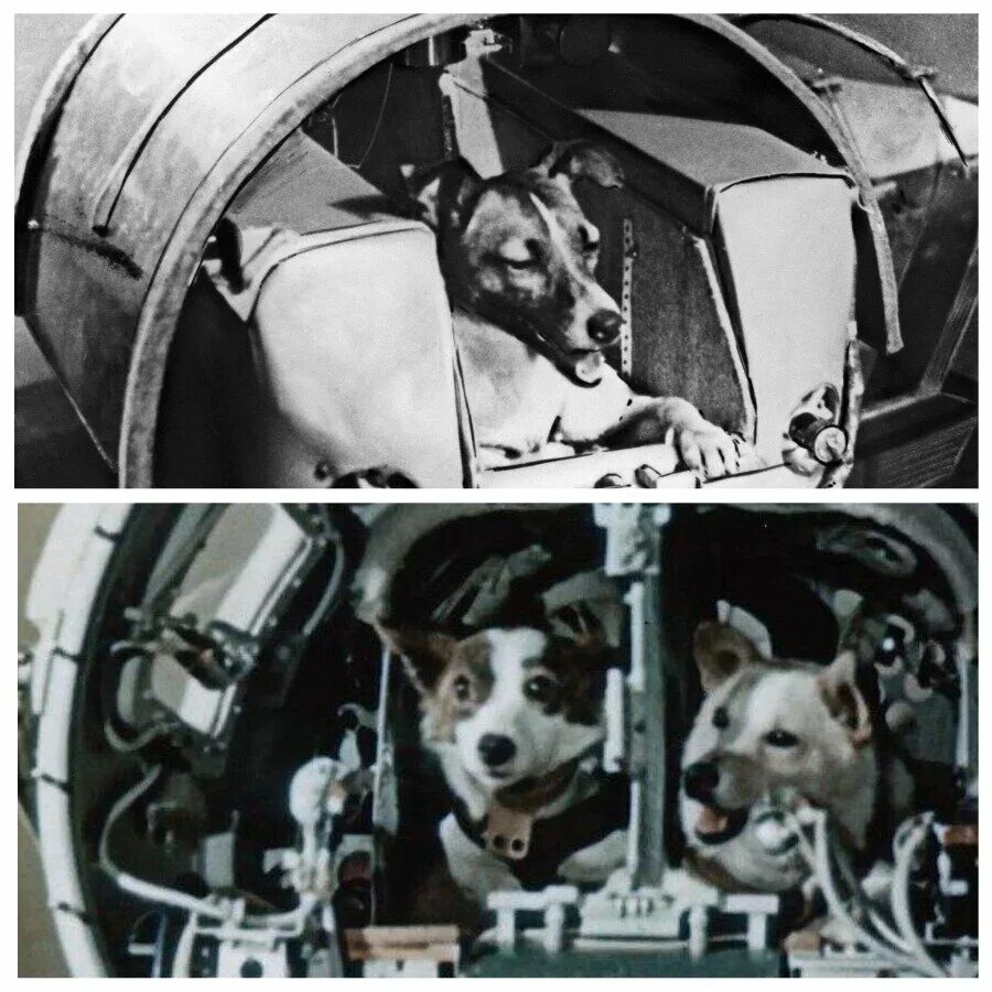 Гагарин и белка и стрелка. Белка и стрелка полёт в космос 1958. Собаки белка и стрелка в космосе. Космос Гагарин белка и стрелка. Животные которые летали в космос