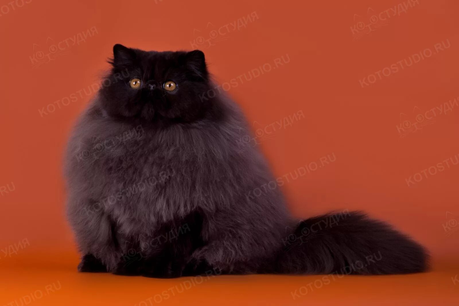 Персидский кот коричневый. Коричневый персидский котенок. Шоколадный персидский кот. Персидская кошка коричневая. От персидской кошки с шоколадной окраской