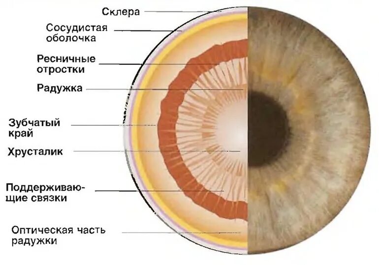 Вид мышечной ткани сужающей и расширяющей зрачок. Строение глаза зрачок радужка. Зрачок анатомия строение. Строение Радужки глазного яблока. Строение глаза радужка оболочка.
