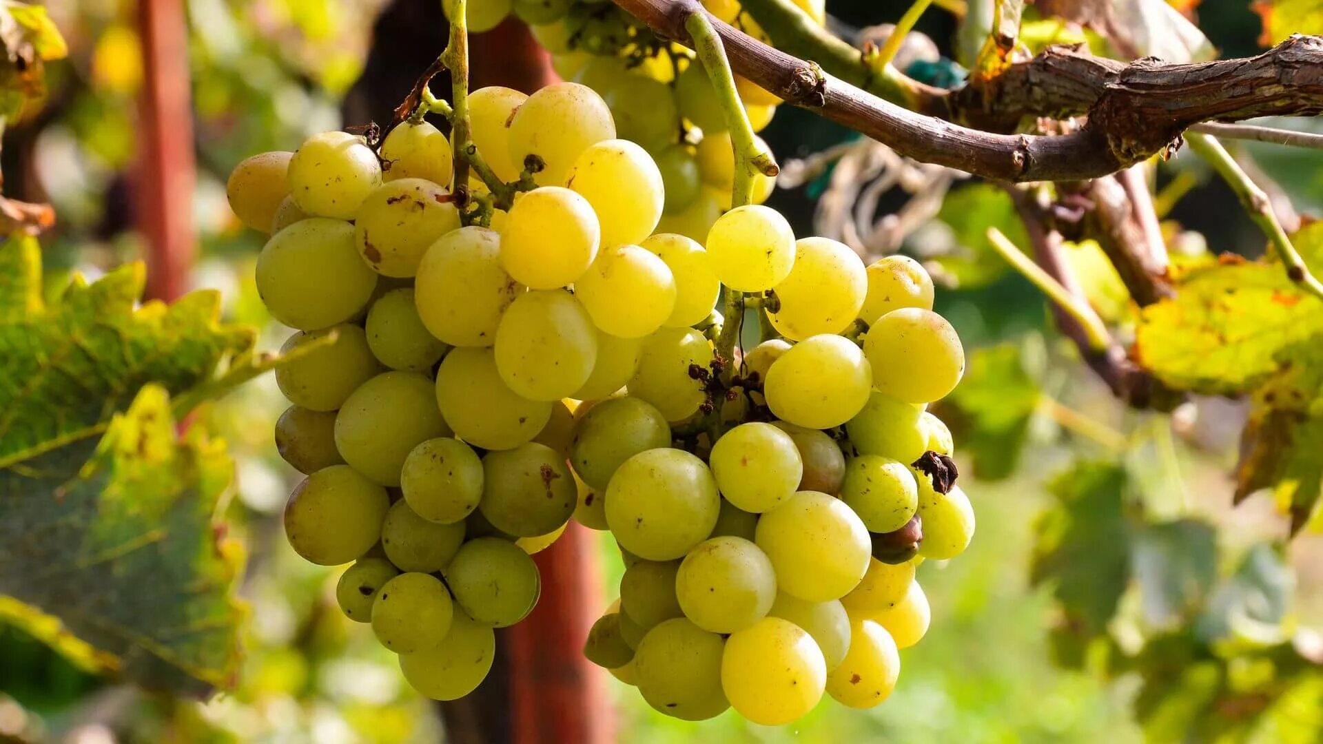 Виноград кишмиш. Сорт винограда шуня. Виноград винный vitis vinifera. Сорт винограда приусадебный. Виноград гусар.