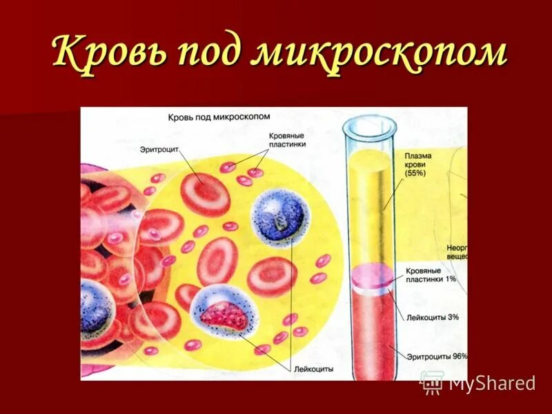 Состоит из плазмы и форменных. Плазма и форменные элементы крови. состав крови клетки крови строение. форменные элементы крови плазма анатомия. состав плазмы крови анатомия.