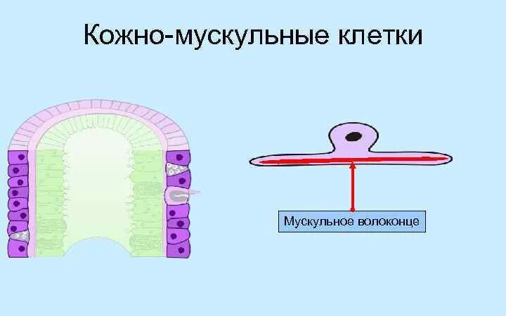 Кожно мускульная клетка передвижения. Строение кожно мускульной клетки. Кожно мускульные клетки кишечнополостных. Строение кожно мускульной клетки гидры. Эпителиально мускульные клетки гидры.