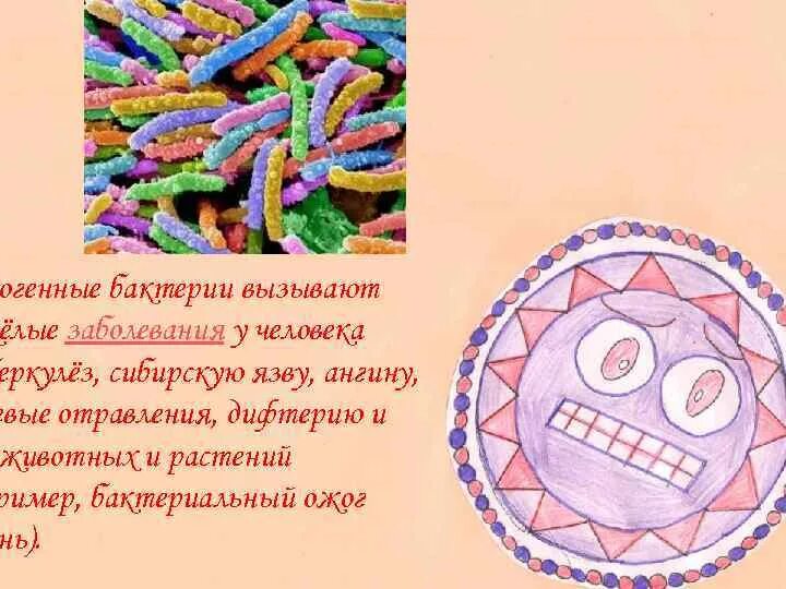 5 заболеваний вызванных бактериями. Болезни человека вызываемые бактериями. Какие заболевания вызывают бактерии у животных. Бактерия вызывающая сибирскую язву.