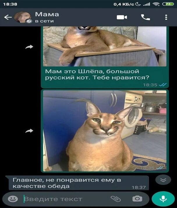 Шлепа мем. Кому нужно было отправить кота шлепу. Мем про шлëпу. Каракал шлепа. Мам это шлепа большой русский кот.