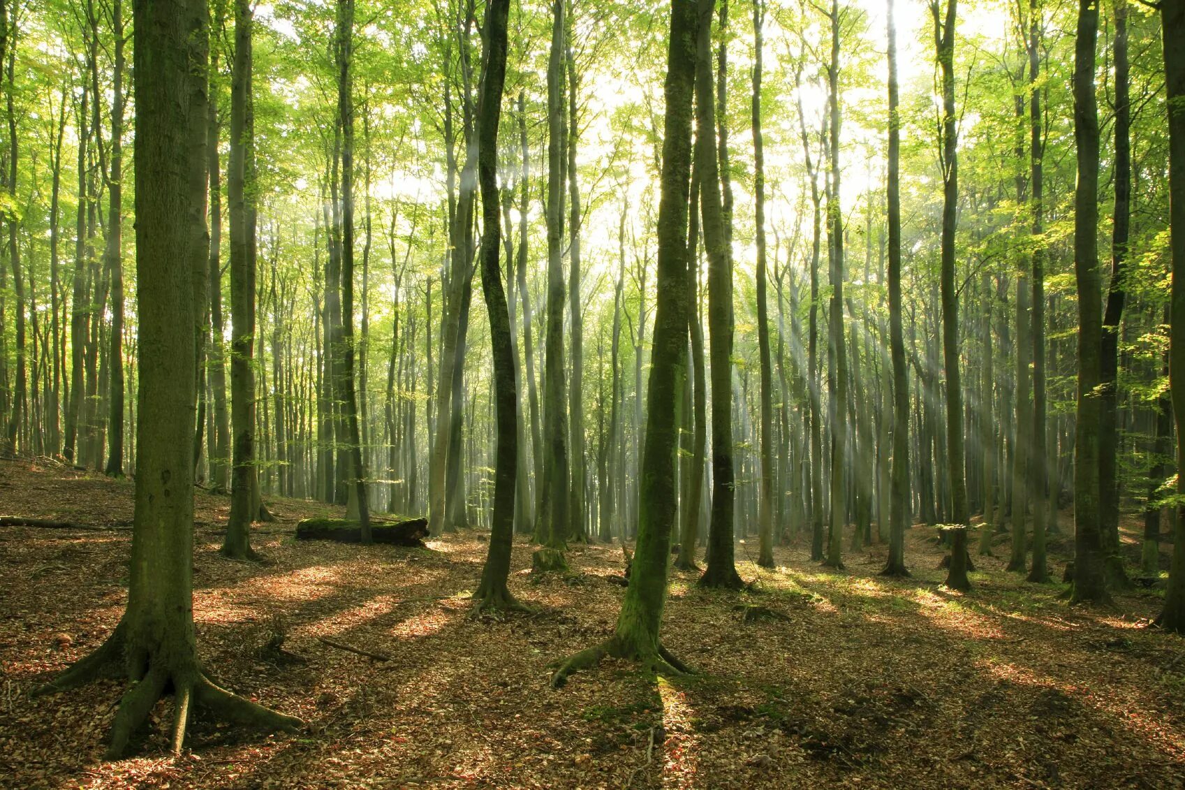 I see a forest