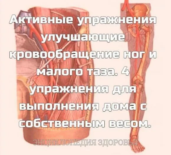 Упражнения для улучшения кровообращения в малом тазу. Упражнения для улучшения кровообращения малого таза. упражнения для улучшения кровообращения в ногах. упражнения для улучшения кровотока в ногах.