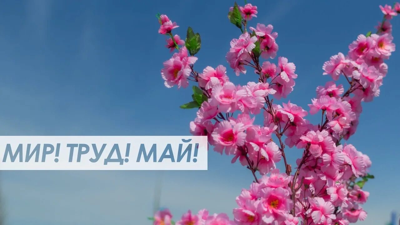 Мир труд май фото. Мир труд май. Майский фон. 1 Мая. Цветы мая.