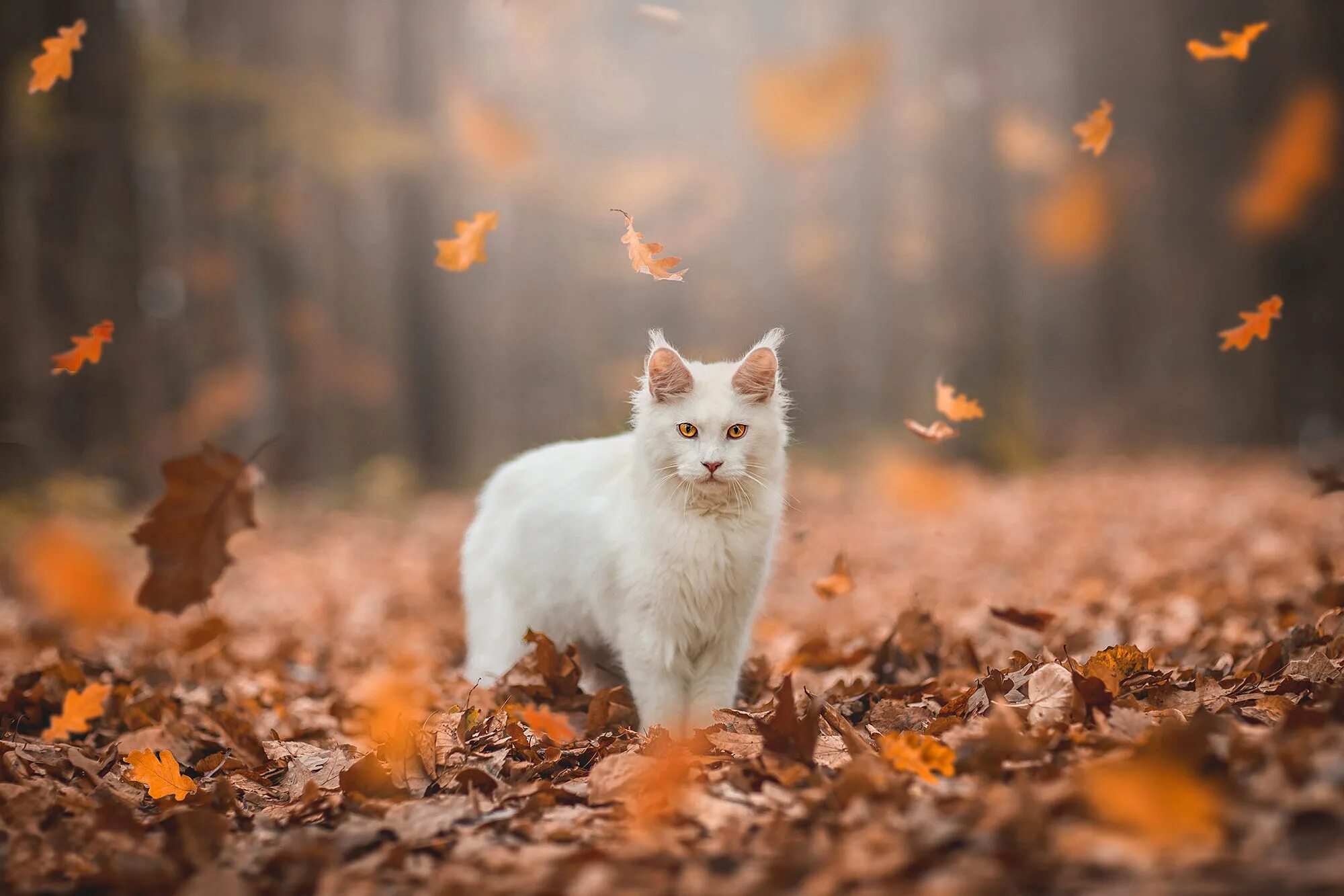 Кот листик. Кошка осень. кот осенью. осенний котик. кошечка в осеннем лесу.