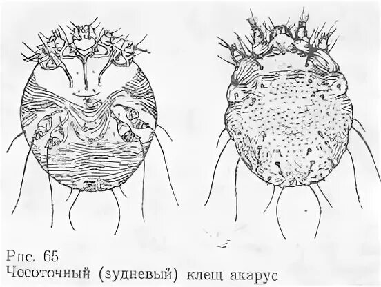 Цикл развития чесоточного клеща