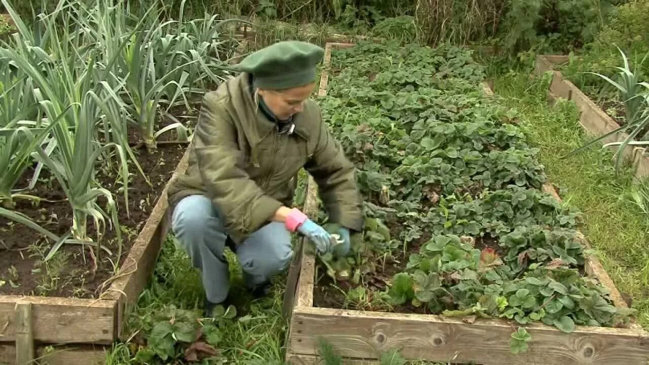 Грядки для клубники весной. Клубника в огороде. Посадка клубники в грядки. Посадка огорода. Земляника в огороде.