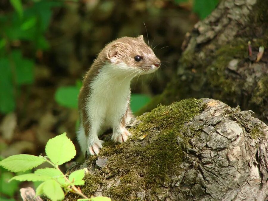 Изюбрь в забайкалье. Только в южной америке встречается страус нанду ехидна утконос ягуар. Куница лесная желтодушка. Гаитянский щелезуб. Изюбрь байкальский заповедник.