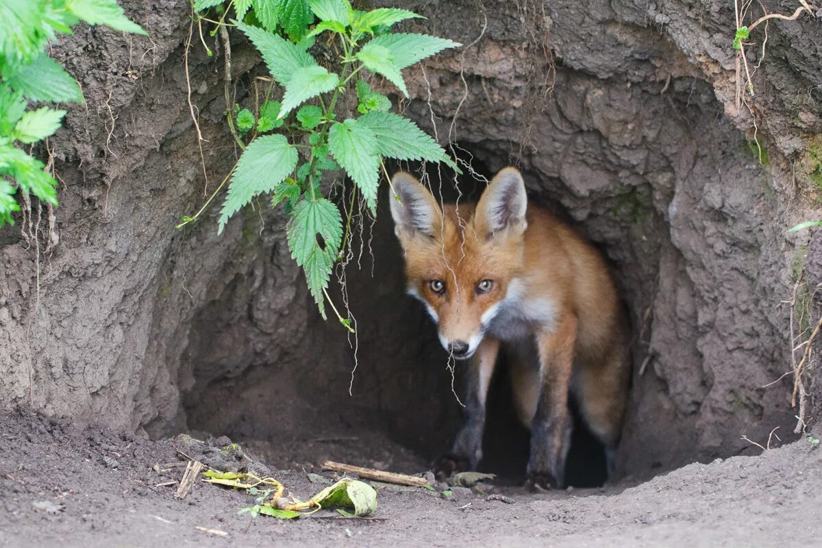 Лисица обыкновенная в норе. Лиса живет в норе. Лиса живет в норе. Лисья нора в лесу. Где обитает лис.