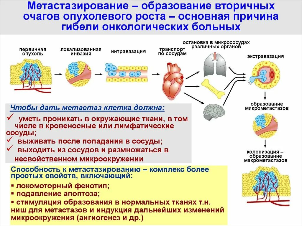 Неопластический процесс что это означает. Неопластических клеток. Компоненты микроокружения опухоли. К клеткам микроокружения относят. Микроокружение стволовой клетки это.