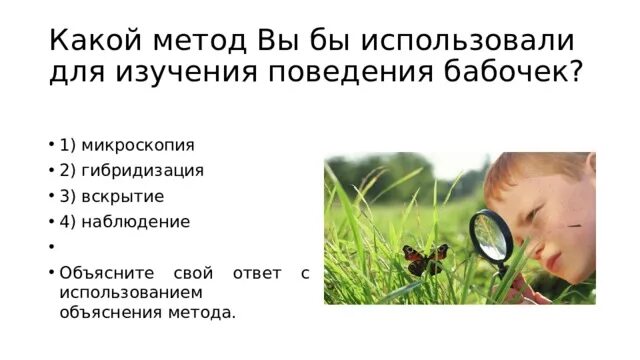 Какой метод вы бы использовали для изучения поведения бабочек?. Методы исследования бабочек. Поведение бабочки. Метод наблюдения в зоологии.