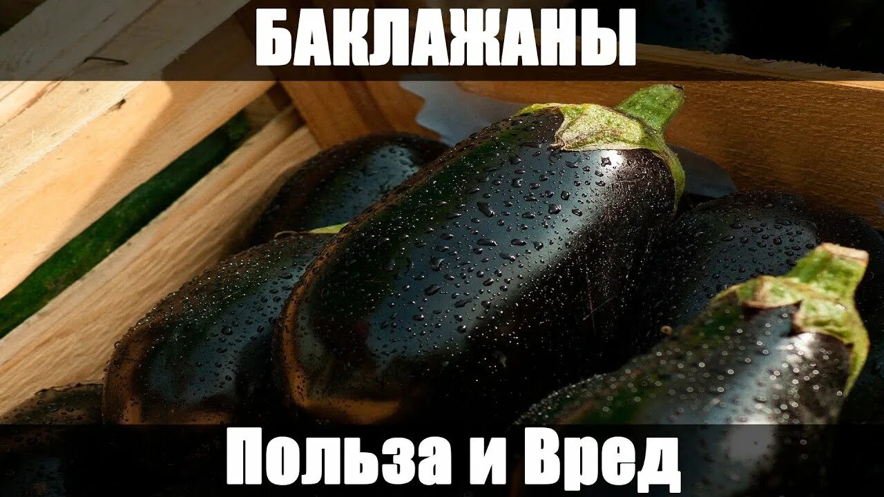 Польза баклажанов для организма. Чем полезен баклажан. Чем полезен баклажан. Баклажаны польза и вред для здоровья противопоказания. Баклажаны польза и вред для здоровья противопоказания.