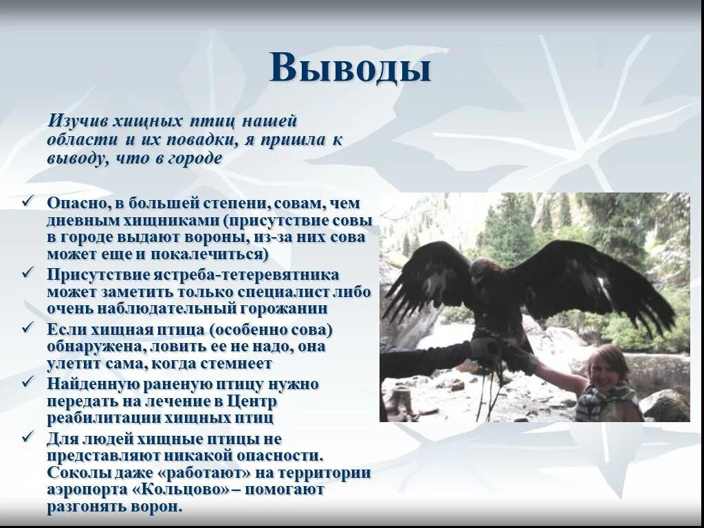 Птицы особенно дневные хищники. Вывод Хищные птицы. Доклад на тему птицы дневные хищники. Хищные птицы презентация. Вывод о птицах.