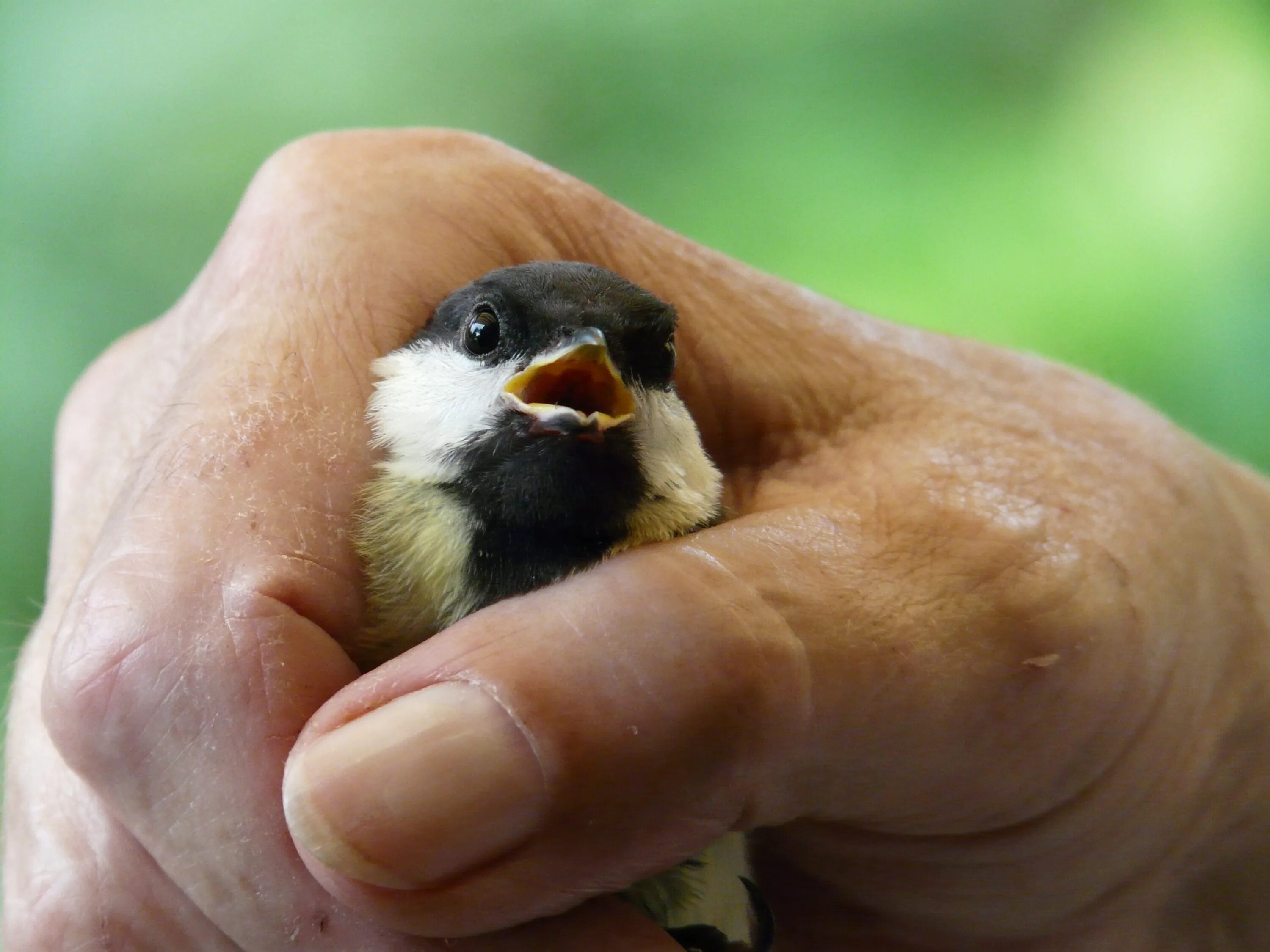 Птичка на руке. Птица на ладони. Птичка на ладошке. Птичка на пальце. Bird in hand