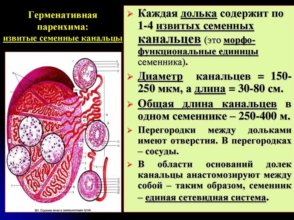 В состав какого органа входит изображенное