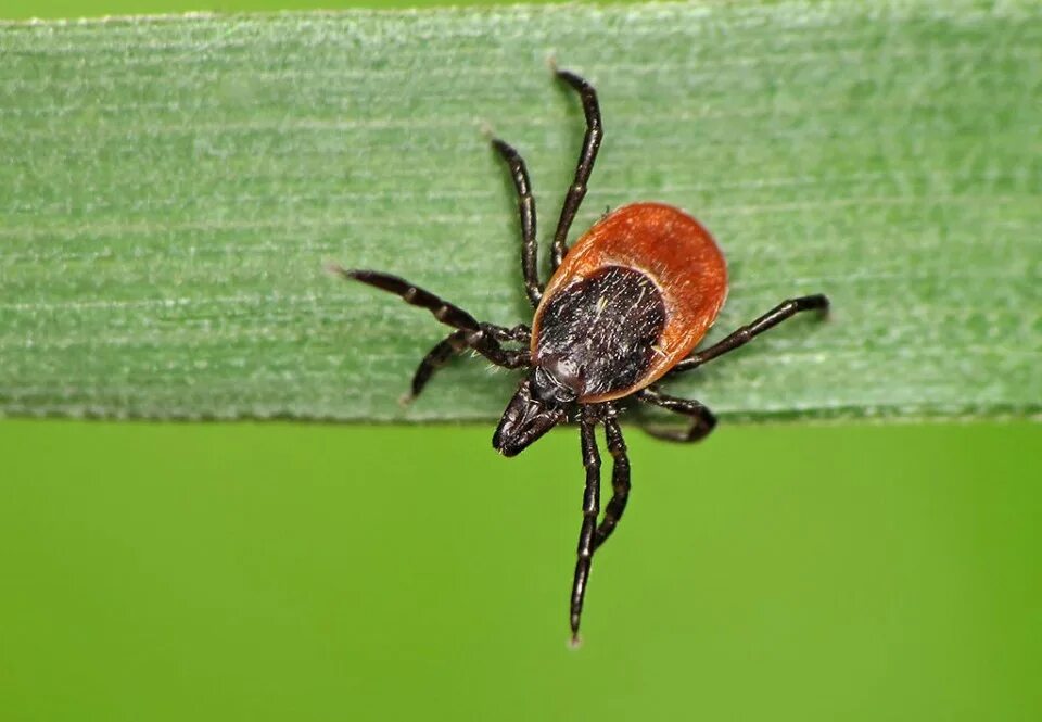 Кто ест клещей в природе. Собачий клещ Ixodes Ricinus. Клещи на траве.