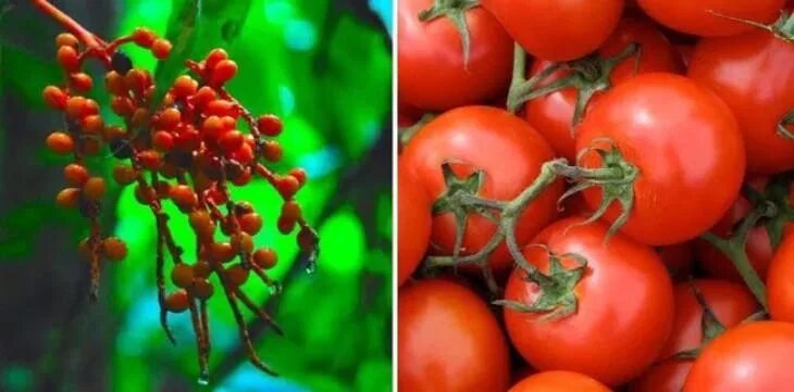 Томат ранний 83. Черри ликопа. Перец сладкий парниковый ультраскороспелый. Почему раньше помидоры. Томат ранний холодостойкий.