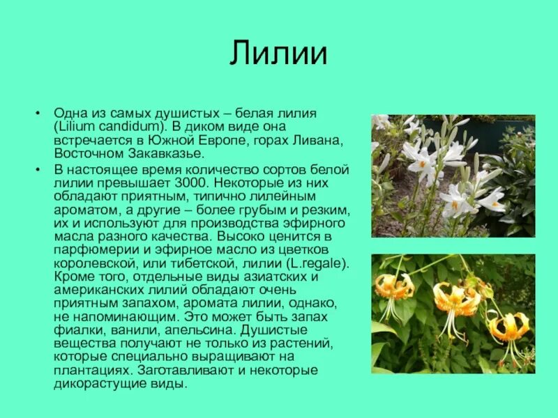 Запах лилии в помещении вреден или нет. Самые пахучие лилии. пахнущие лилии. лилии с запахом. сообщение о лилии.