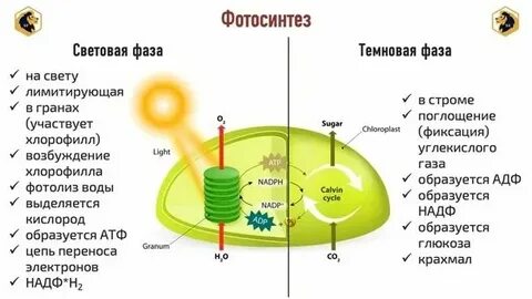 Возбуждение электронов хлорофилла какая фаза