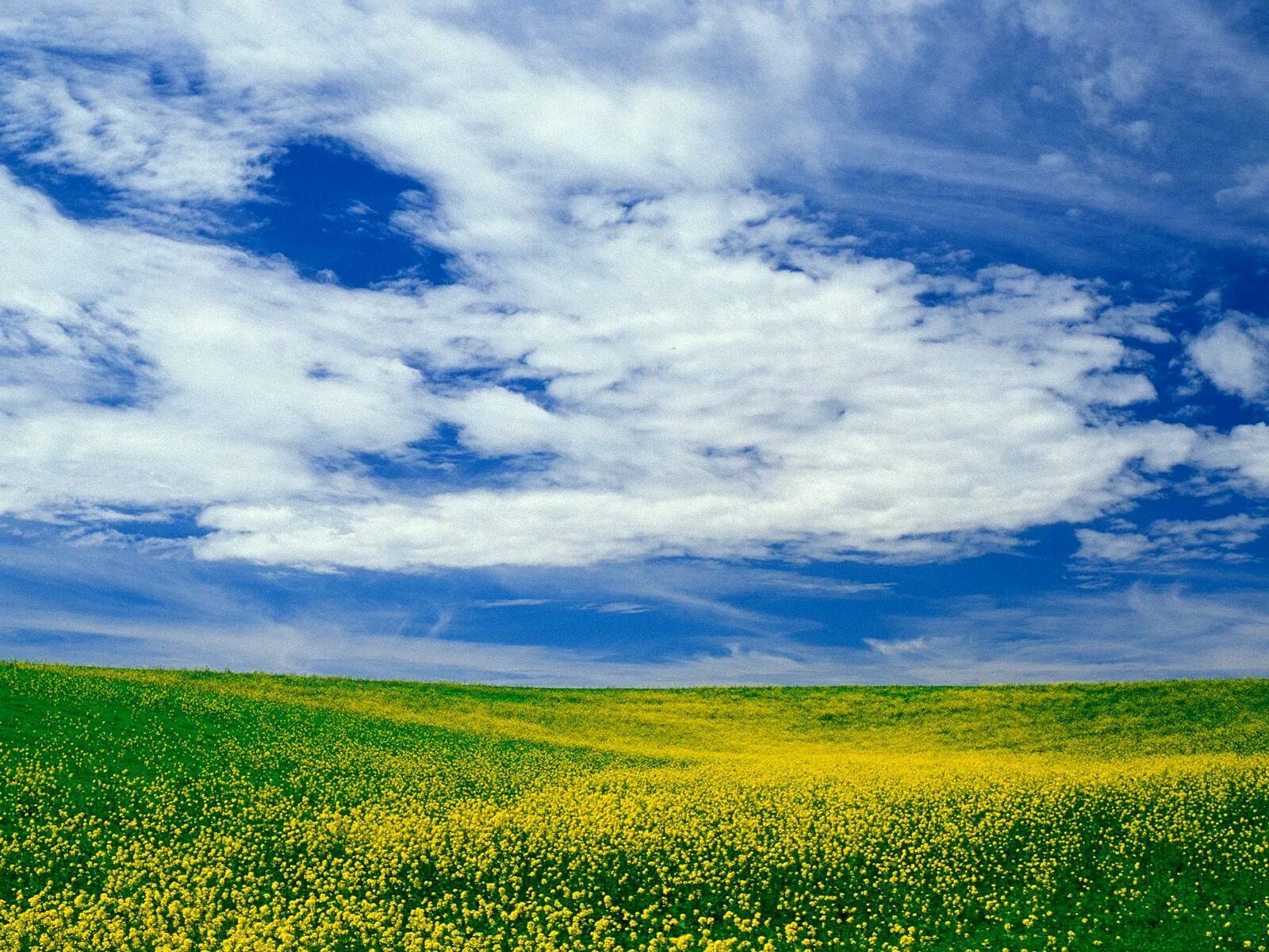 Песню небо голубое поле. Небо и земля. Поле и небо. Зеленое поле. Природа небо.
