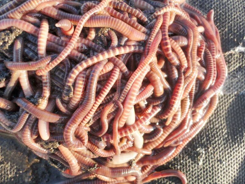 первый червь. кольчатые черви протерозой. вирус червь на компьютере. дождевые черви eisenia fetida. червь морриса вирус.