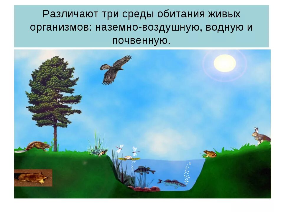 Презентация по биологии среды обитания организмов. Среда обитания. 3 Среды обитания живых организмов. Среда обитания для дошкольников. Наземная среда обитания.