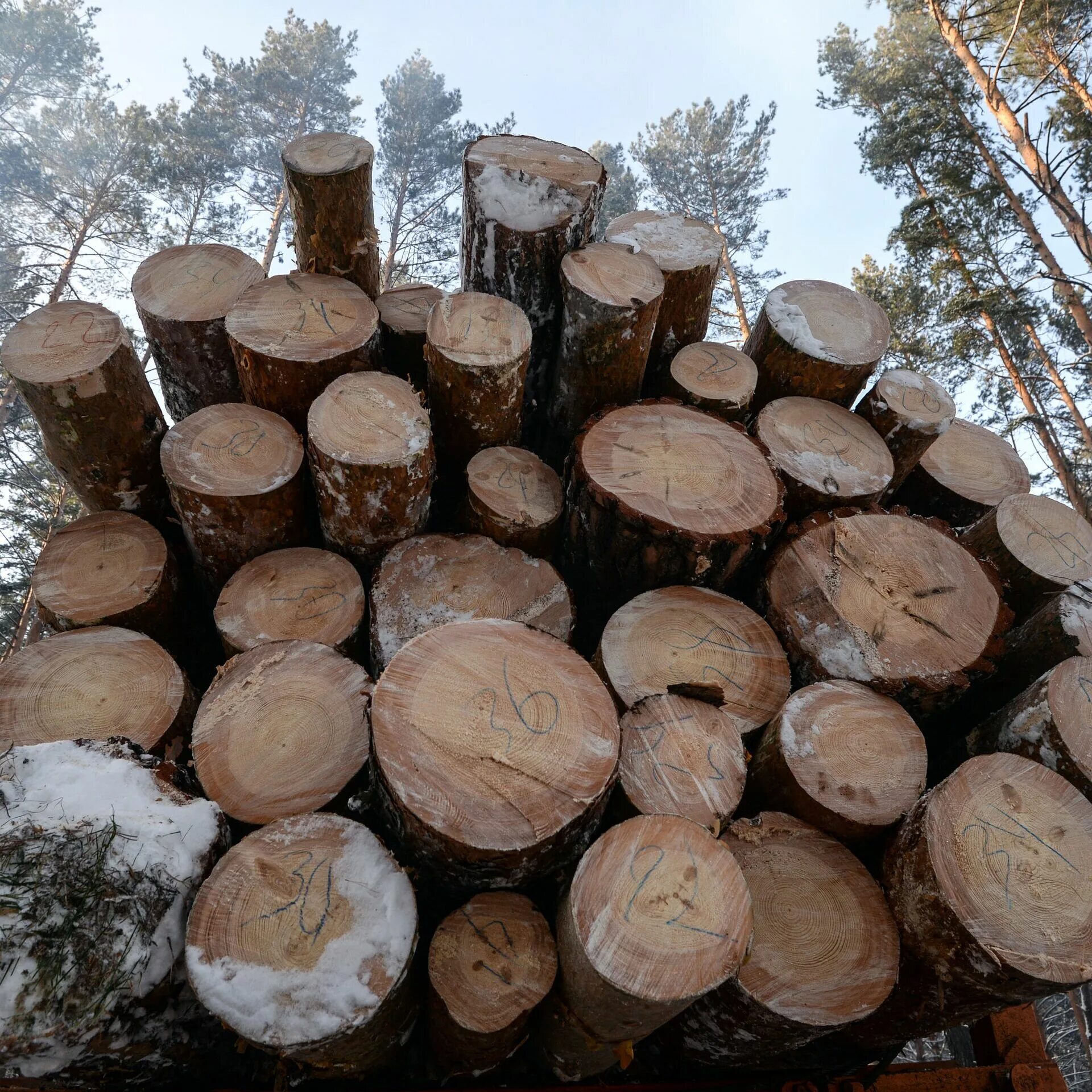 Цена на дерево в области. Заготовка древесины. Контрабанда леса. Лес кругляк на экспорт. Лес заготовка древесины.