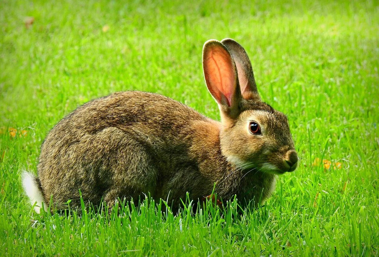 Кролик картинка. Фото кролика в хорошем качестве. Болотный кролик. Кролик огородник. Кролик фото для детей.