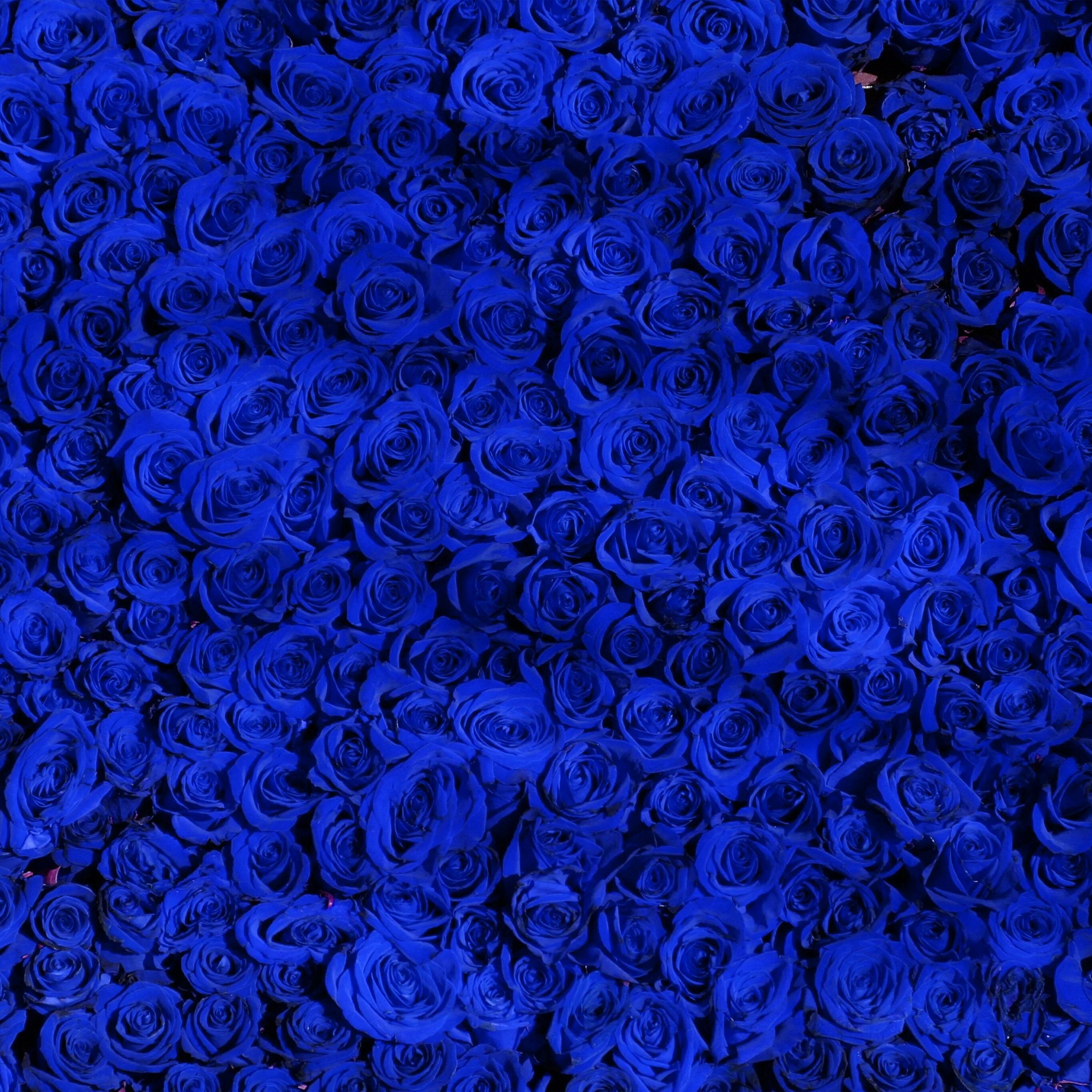 Синий самый любимый цвет. Голубые розы Сантори. Красивый синий цвет. Ярко синие цветы.
