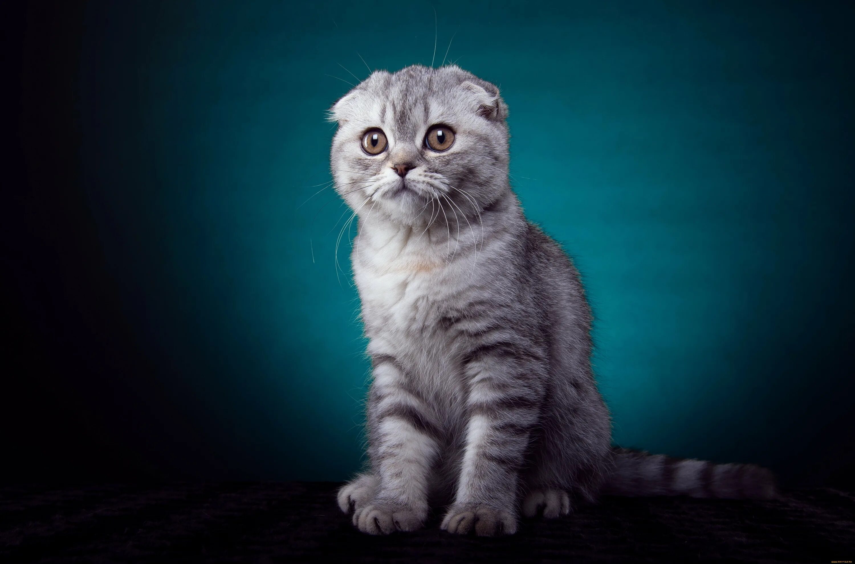 Шотландский котик. Шартрез вислоухий. Фолд кошки шотландские. Шотландская вислоухая (или скоттиш-фолд). Шотландская порода скоттиш фолд.