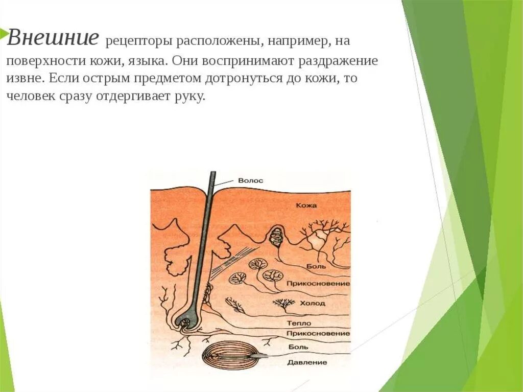 Внешние рецепторы. Расположение рецепторов в коже. Рецепторы кожи человека. Внешние рецепторы человека. Какова функция холодовых рецепторов кожи