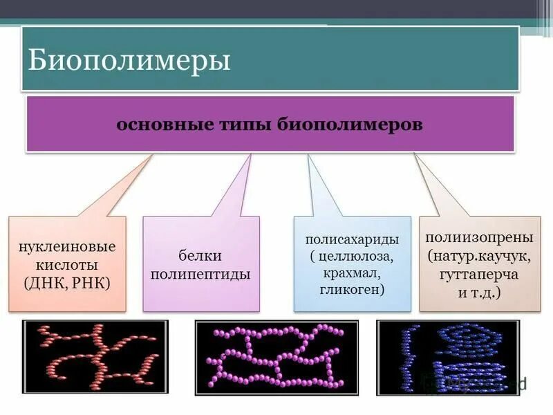 Биополимеры рнк