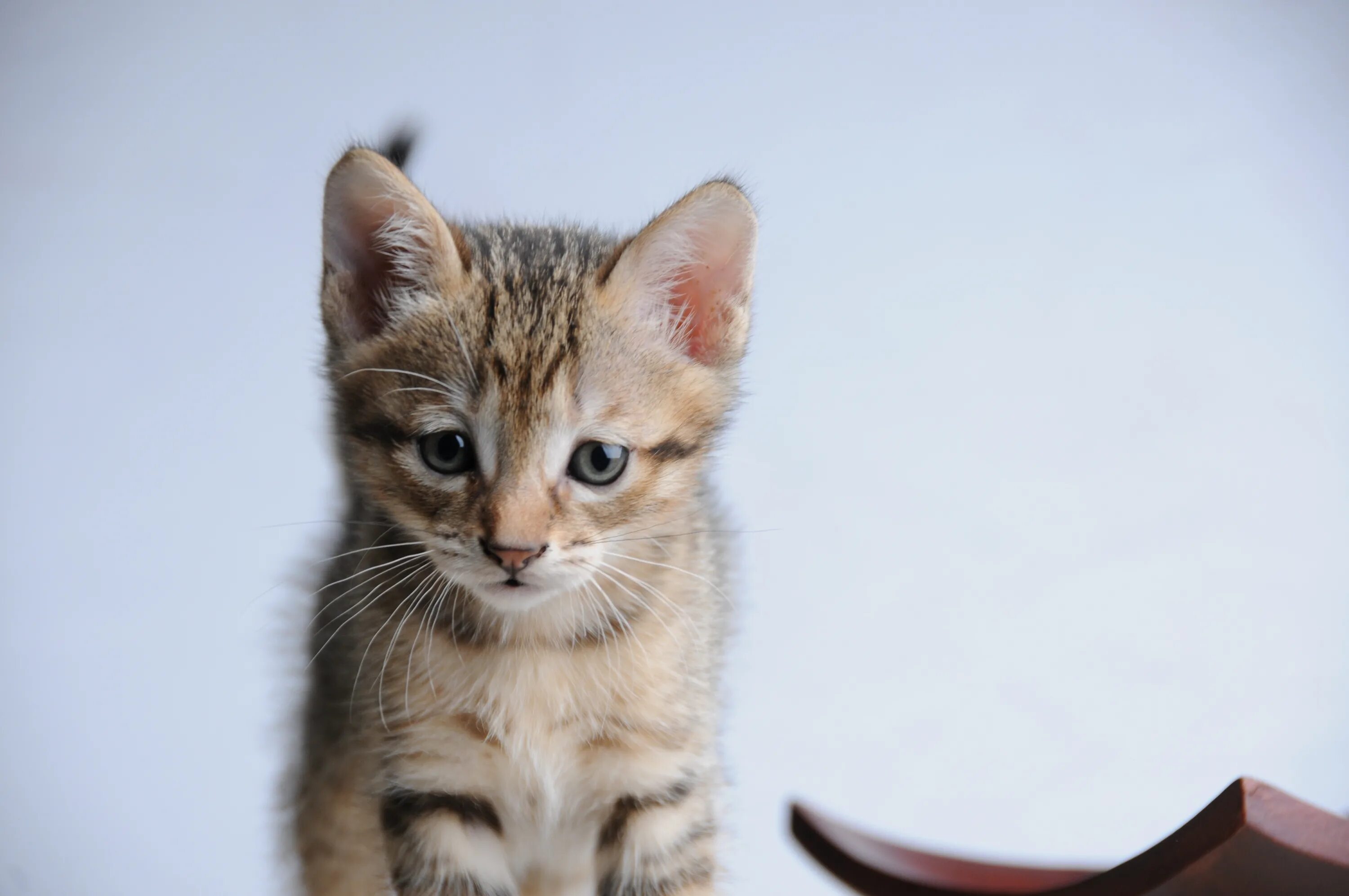 Котенок стоит