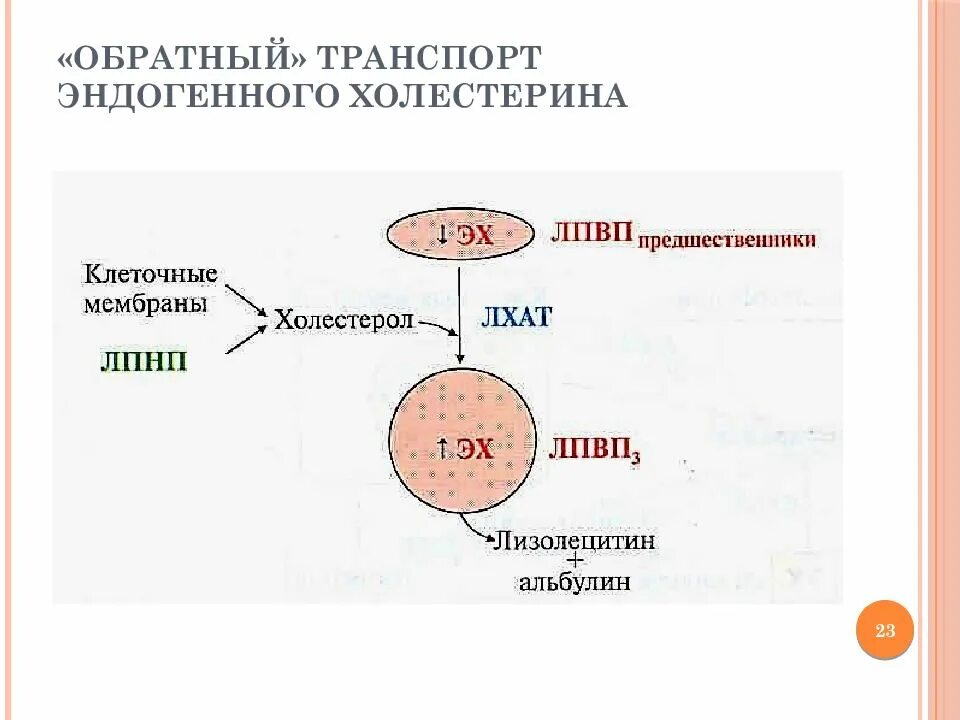 Не лпвп. Схема пути прямого и обратного транспорта холестерина. <Обратный> транспорт холестерина осуществляется при участии. Транспорт холестерина схема. Обратный транспорт холестерина биохимия.