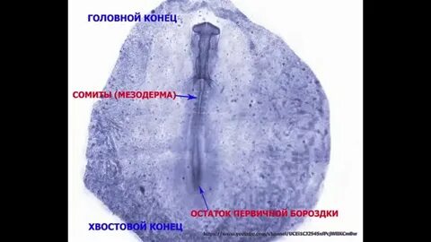Первичная полоска зародыша