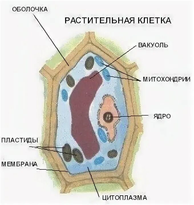 вакуоль растительной клетки функции. вакуоли растительной и животной клетки. структура вакуоли растительной клетки. вакуоль в клетке животных. строение вакуоли животной клетки.