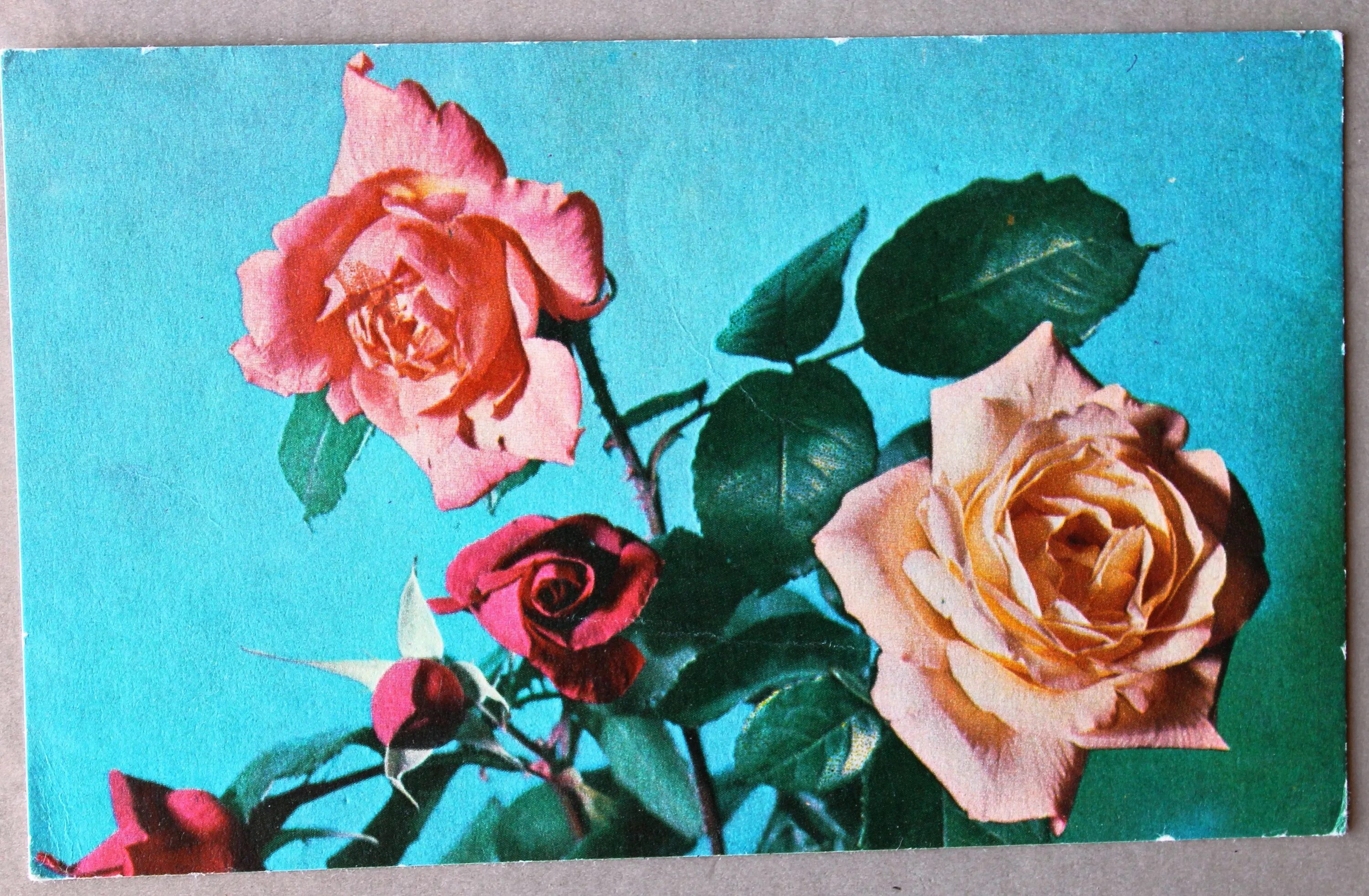 Советские открытки с розами. Старые открытки с розами. Цветы советского времени. Советские открытки с цветами.
