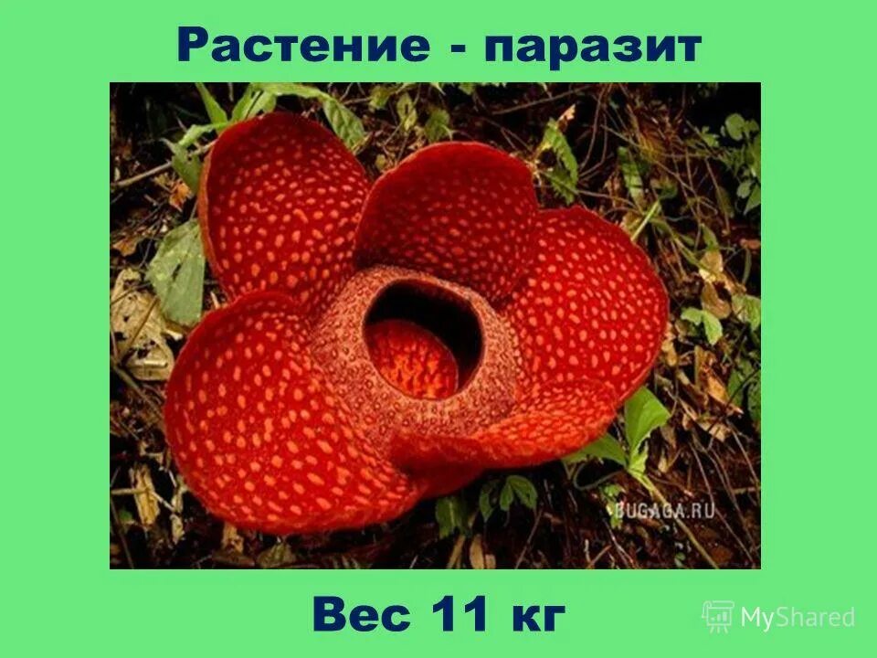 паразиты и вес